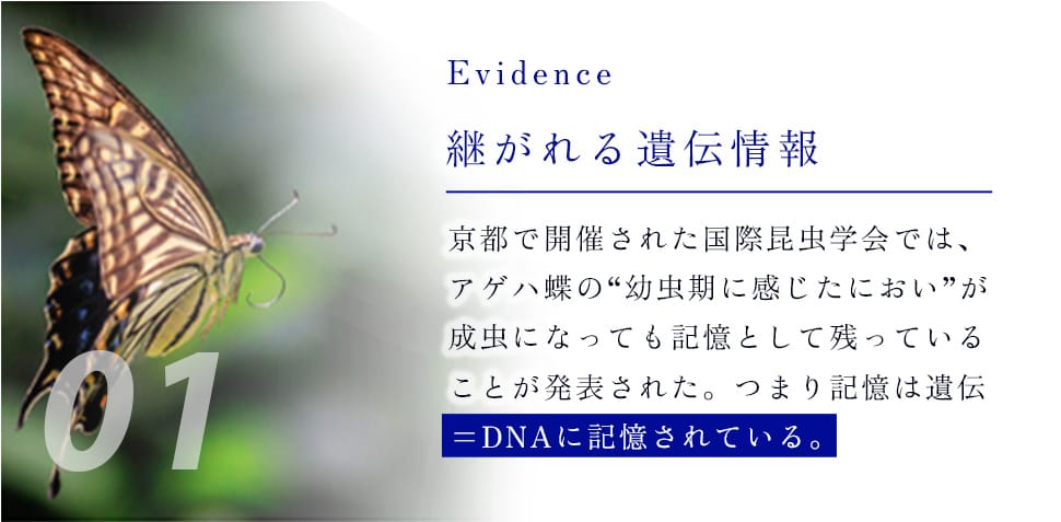 01 Evidence 継がれる遺伝情報 京都で開催された国際昆虫学会では、アゲハ蝶の“幼虫期に感じたにおい”が成虫になっても記憶として残っていることが発表された。つまり記憶は遺伝=DNAに記憶されている。